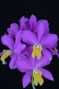 Lc. Jupiter Drops SVO PPYL (Ctt. Tiny Treasure x C. Orchidglade) AM 80 pts.